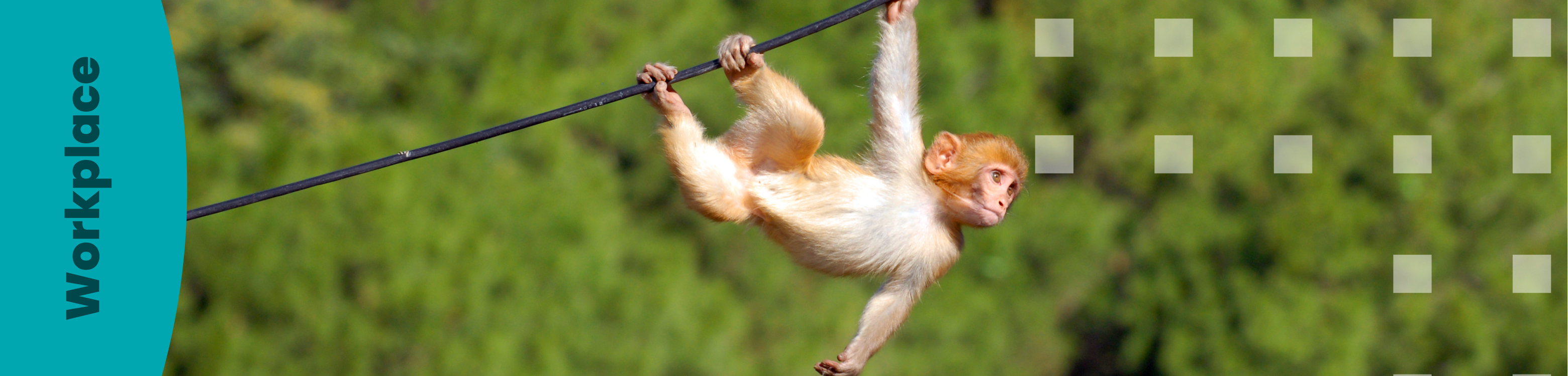 Aprenentatge flexible i escalable amb Moodle Workplace